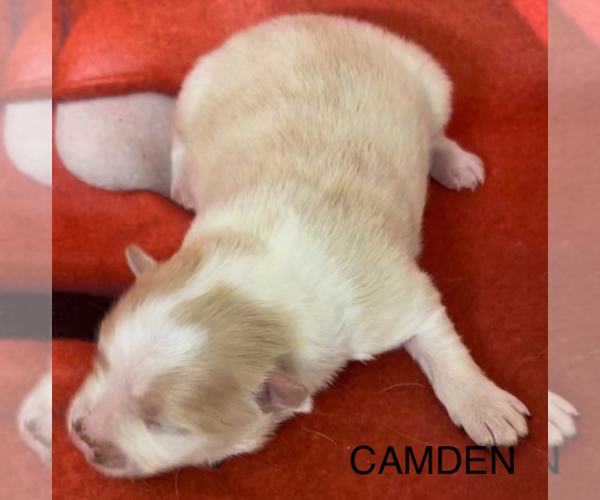 Medium Photo #4 Pomeranian Puppy For Sale in AZLE, TX, USA