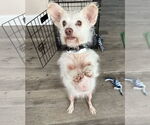 Small #3 Mutt