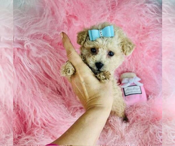 Medium Photo #7 Poodle (Toy) Puppy For Sale in MIAMI, FL, USA