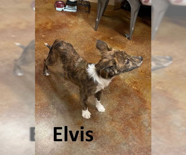 Medium Photo #1 Mutt Puppy For Sale in Mountain View, AR, USA