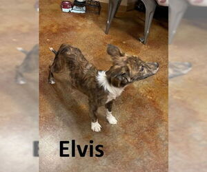 Mutt Dogs for adoption in Mountain View, AR, USA