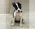 Small Boston Terrier Mix