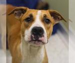 Small American Staffordshire Terrier Mix