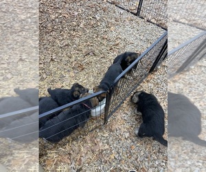 German Shepherd Dog Litter for sale in LAWRENCEBURG, TN, USA