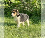 Small #2 Beagle Mix