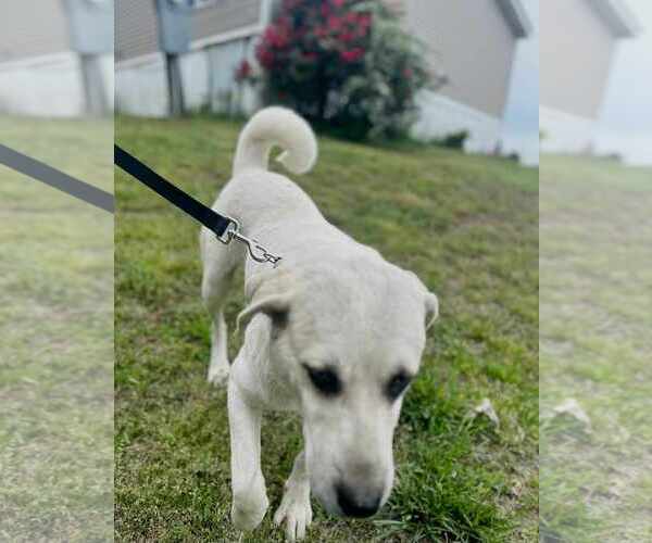 Medium Photo #1 Anatolian Shepherd-Labrador Retriever Mix Puppy For Sale in Scottsboro, AL, USA