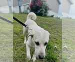 Small Anatolian Shepherd-Labrador Retriever Mix