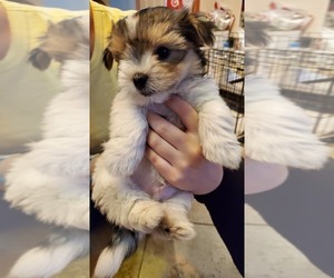 Morkie Puppy for sale in CLACKAMAS, OR, USA