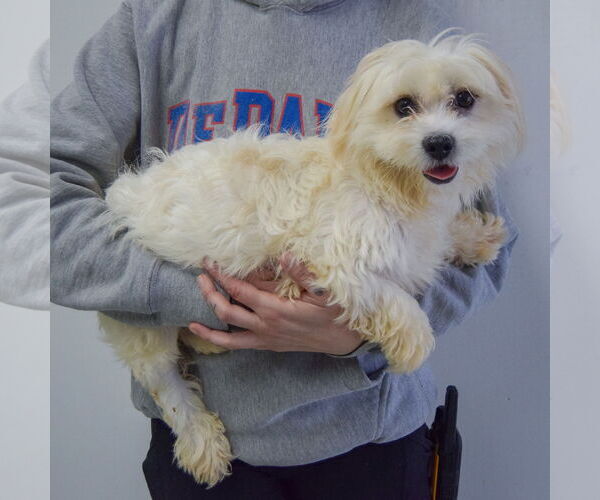 Medium Photo #2 Maltese-Unknown Mix Puppy For Sale in Huntley, IL, USA