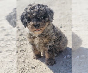 Aussie-Poo-Aussiedoodle Mix Puppy for sale in TAYLOR, TX, USA