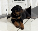 Puppy Puppy 2 Rottweiler