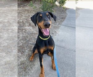 Doberman Pinscher Dogs for adoption in Santa Rosa, CA, USA