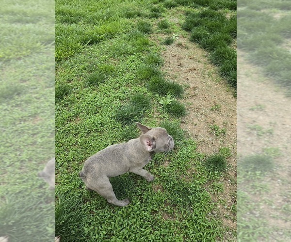 Medium Photo #4 French Bulldog Puppy For Sale in GREENEVILLE, TN, USA