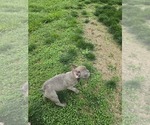 Small #3 French Bulldog
