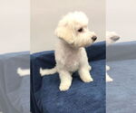 Small #1 Bichon Frise