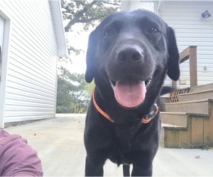 Father of the Labrador Retriever puppies born on 04/30/2023