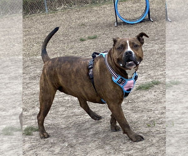 Medium Photo #3 American Pit Bull Terrier-Unknown Mix Puppy For Sale in Virginia Beach, VA, USA