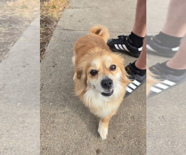 Medium Photo #3 Dachshund-Unknown Mix Puppy For Sale in Denver , CO, USA
