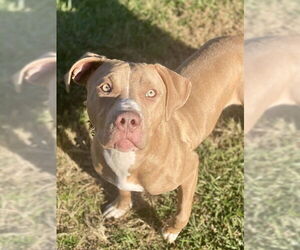 Mutt Dogs for adoption in Westminster, MD, USA