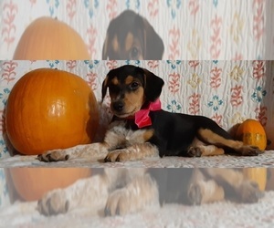 Australian Cattle Dog-Beagle Mix Puppy for sale in LANCASTER, PA, USA