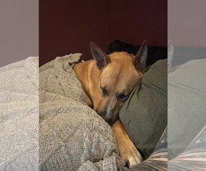 Jack Dixon - Male Carolina Dog-Unknown Mix Dog for Adoption - Photo #8