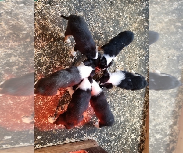 Medium Photo #2 Border Collie Puppy For Sale in LA GRANDE, OR, USA