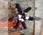 Small Photo #2 Border Collie Puppy For Sale in LA GRANDE, OR, USA