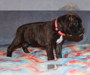 Boxer Puppy for sale in HOPKINS, MI, USA