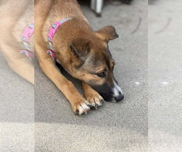 Medium Photo #7 German Shepherd Dog-Unknown Mix Puppy For Sale in Turlock, CA, USA