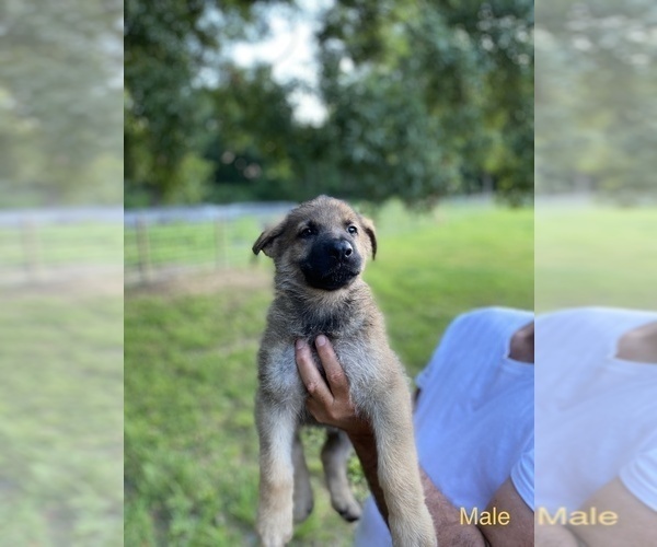 Medium Photo #5 German Shepherd Dog Puppy For Sale in PLANT CITY, FL, USA