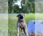 Small Photo #5 German Shepherd Dog Puppy For Sale in PLANT CITY, FL, USA