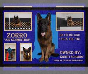 German Shepherd Dog Puppy for Sale in CHRISNEY, Indiana USA