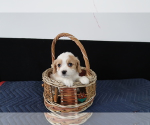 Cavachon Puppy for sale in CHICAGO, IL, USA