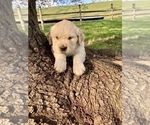 Small Photo #4 Golden Retriever Puppy For Sale in KETTLE FALLS, WA, USA