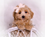 Puppy Philly Maltipoo (Miniature)