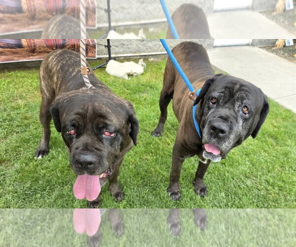 Medium Photo #3 Mastiff Puppy For Sale in Goodyear, AZ, USA