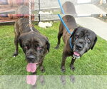 Small Photo #3 Mastiff Puppy For Sale in Goodyear, AZ, USA