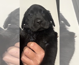 Labrador Retriever Puppy for sale in OSYKA, MS, USA