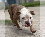Small #5 Bulldog Mix