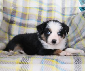 Australian Shepherd Puppy for sale in SHILOH, OH, USA