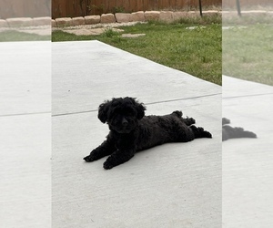 Poodle (Toy) Puppy for sale in ROUND ROCK, TX, USA
