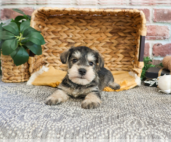Medium Photo #4 Schnauzer (Miniature) Puppy For Sale in SYRACUSE, IN, USA