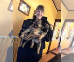 Small Photo #3 Mutt Puppy For Sale in Imlay City, MI, USA