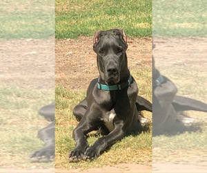 Mother of the Cane Corso-Irish Wolfhound Mix puppies born on 10/09/2021