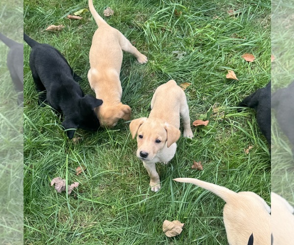 Medium Photo #6 Labrador Retriever Puppy For Sale in WOODBRIDGE, CT, USA