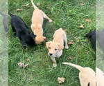 Puppy Goldie Labrador Retriever