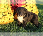 Small Photo #2 Bernedoodle Puppy For Sale in EVART, MI, USA