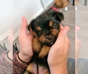 Yorkshire Terrier Puppy for sale in BROCKTON, MA, USA