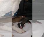 Small #13 Mutt
