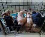 Litter of 11 - Male(s) and Female(s) GoldendoodleLitter of Puppies for Sale - Photo #5